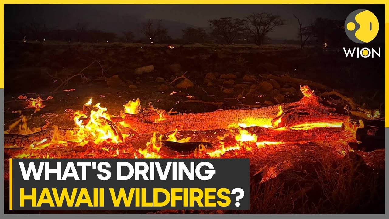 Explained: Why Maui's deadly wildfires spread so quickly | Latest | WION Climate Tracker