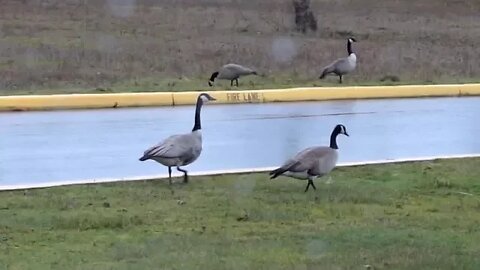VLOG 303: where have all the ducks gone