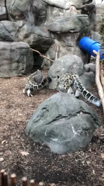 Playing Snow Leopards