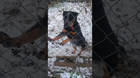 🐶🐕 Snow Day || Australian Blue Heeler