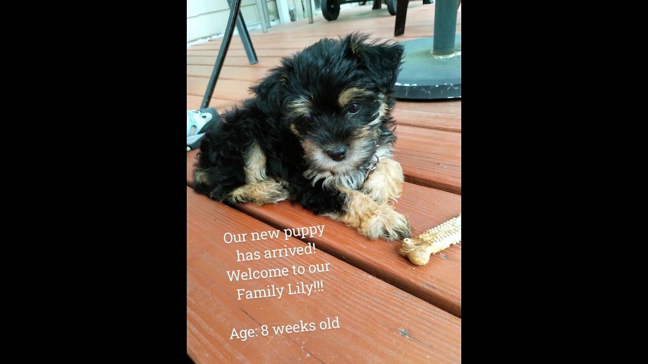 Lily (my yorkipoo puppy)