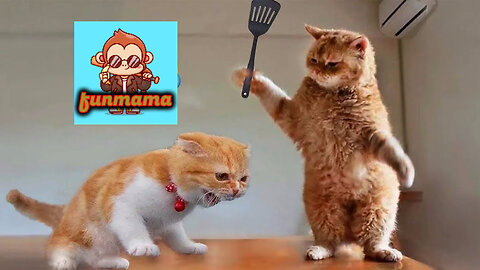 1 HOUR with THESE clumsy CATS 😹 Funniest Cats & Dogs Videos🐶😹