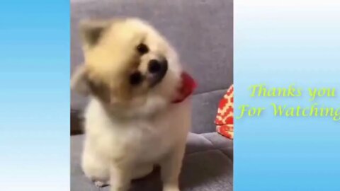 Funniest Animals - Best Of The 2022 Funny Animal Videos 93