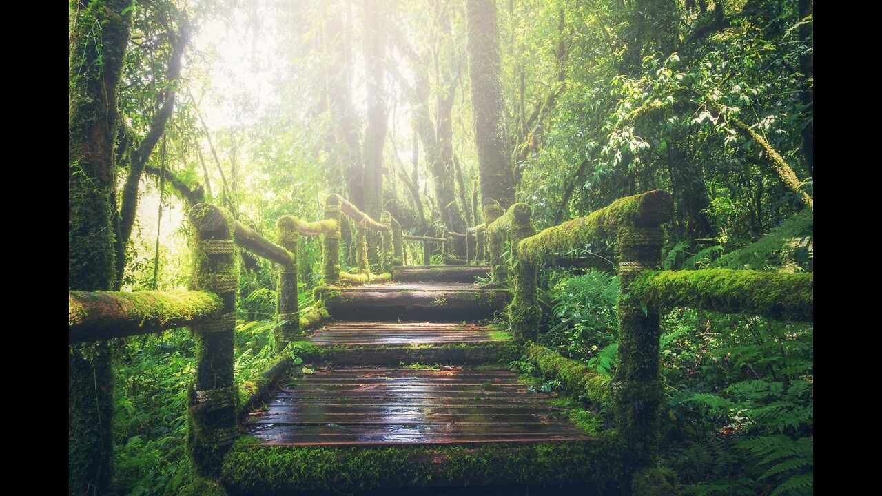 Rainforest Jungle Waterfall Thunderstorm Relaxing Rain Raining Relaxation!