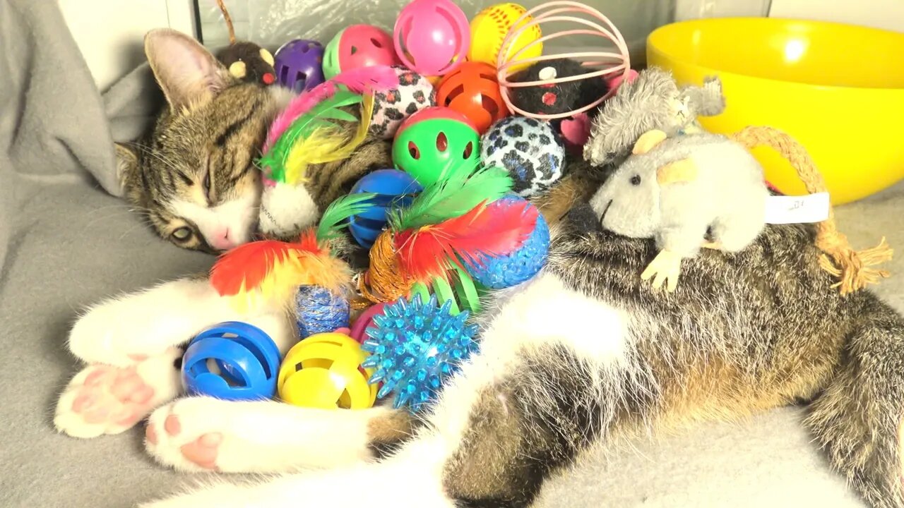 The Cat is Burried under His Toys