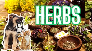 Dog Health: What Do HERBS Have To Do With It?