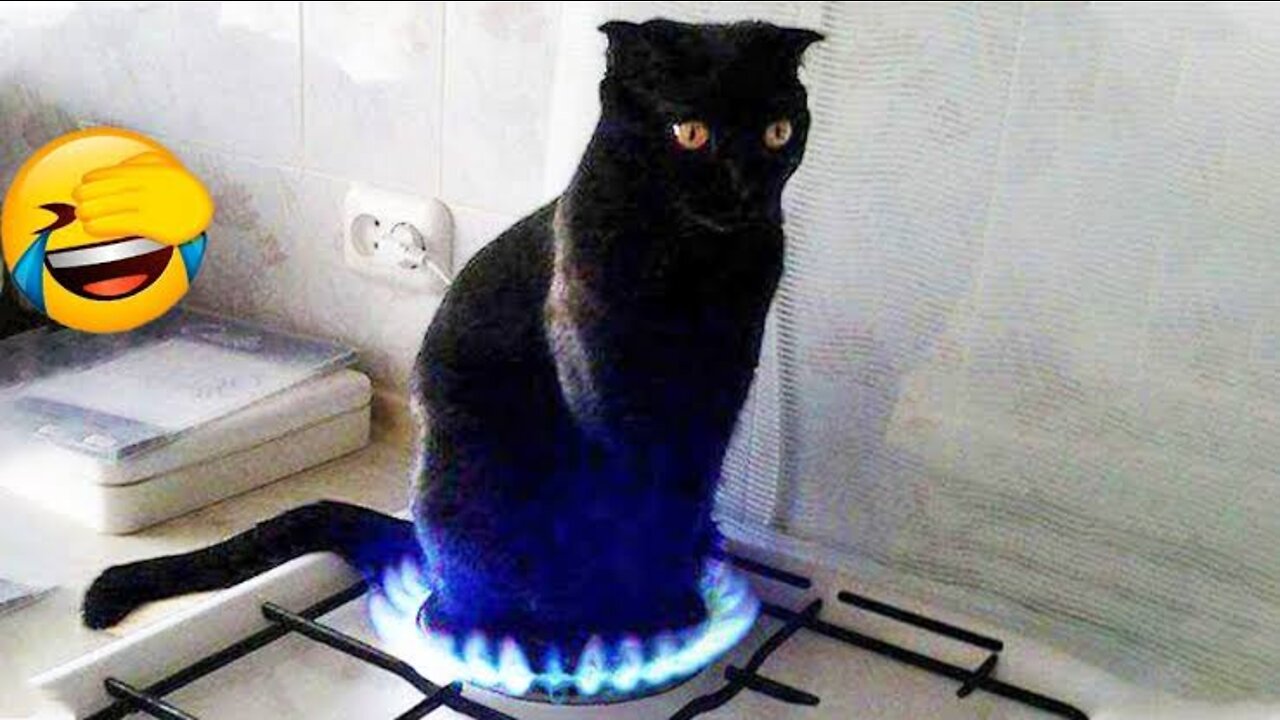 đ€Ł Funniest đ»Cats Video - Hold Your Laugh Challenge - Funny Pets Vines đ