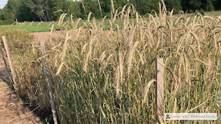 A Method To Keep Grains From Lodging