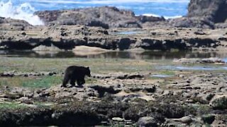 Orso va in spiaggia a prendere il sole