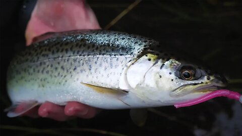 TROUT & Steelhead Fishing - EXPLORING a Small CREEK!