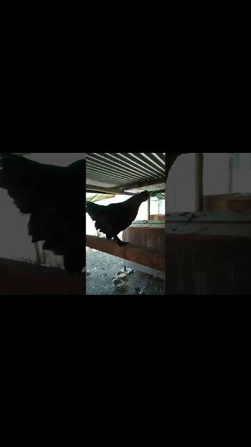 The black Hen that has been sitting on eggs has come out to have a feed and run around