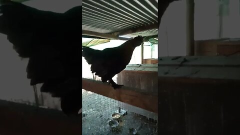 The black Hen that has been sitting on eggs has come out to have a feed and run around