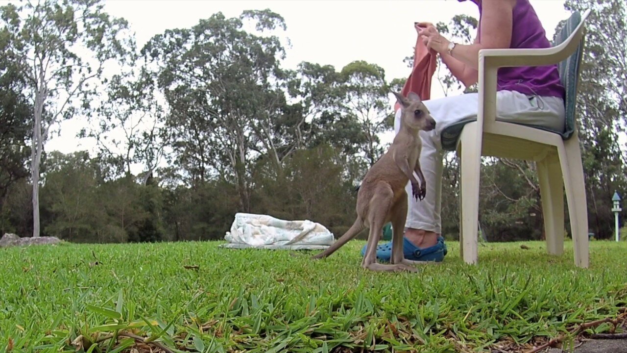 Kangaroo Joey Learning to Hop