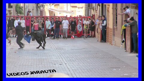 ALDEANUEVA DE EBRO ( LA RIOJA ) TARDE VACAS CALLE ( DOMINGO 8 MAYO 2022 ) SANTOS ZAPATERIA