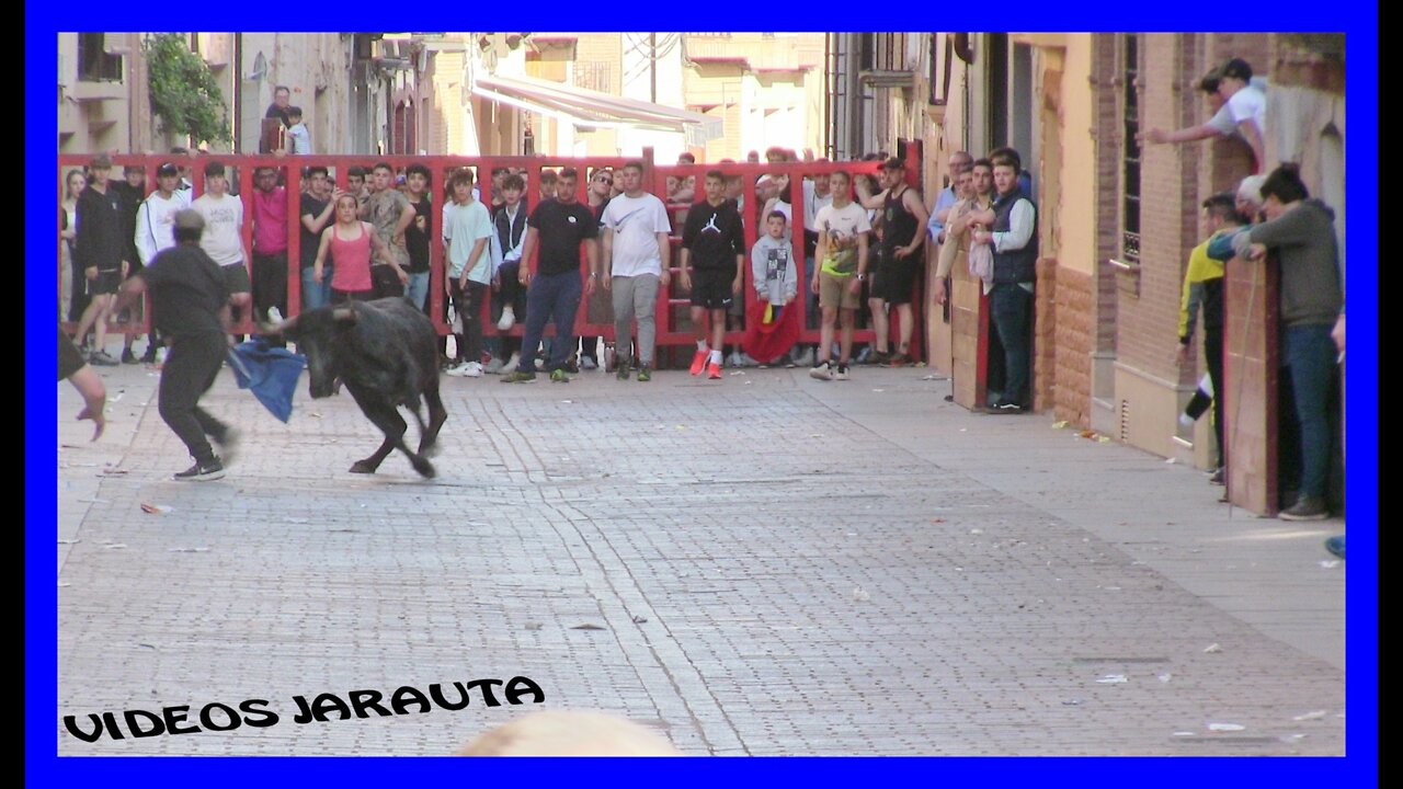 ALDEANUEVA DE EBRO ( LA RIOJA ) TARDE VACAS CALLE ( DOMINGO 8 MAYO 2022 ) SANTOS ZAPATERIA