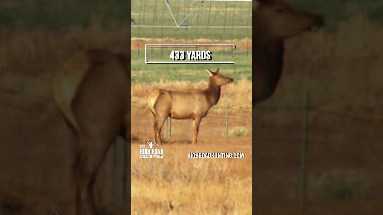 Girl Shoots Elk at 400+ YARDS!!!