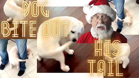 Cheesy Dog does not want his Tail anymore