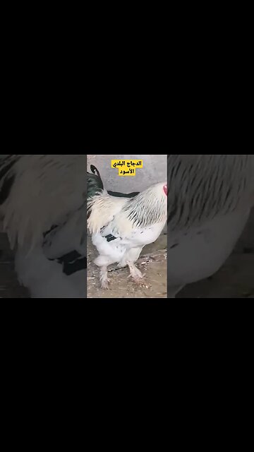 الدجاج البلدي الأسود كيوت روعة مرحبا
