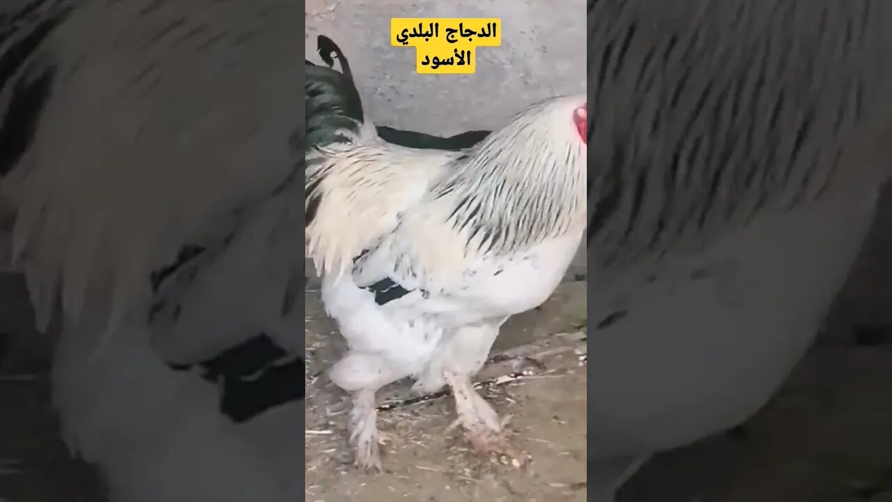 الدجاج البلدي الأسود كيوت روعة مرحبا