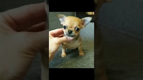 "Oh My Gosh...You won't BELIEVE What This Chihuahua Just Did!"