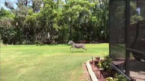 VIDEO: Zebra running through Wimauma backyard