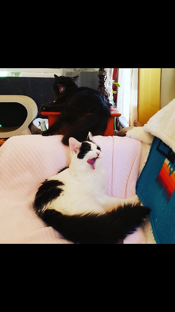 Tornado twins practicing moves