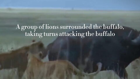 A group of lions surrounded the buffalo, taking turns attacking the buffalo