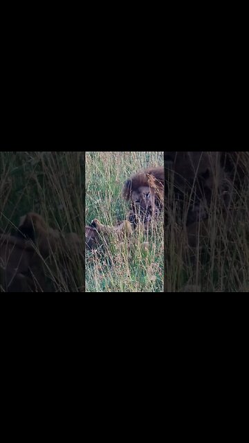 Breakfast For A Lion Family #shorts | #ShortsAfrica