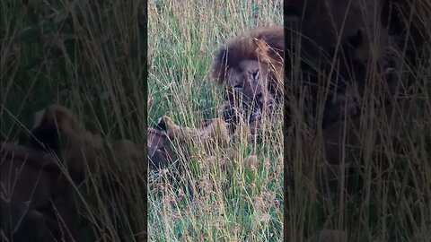 Breakfast For A Lion Family #shorts | #ShortsAfrica