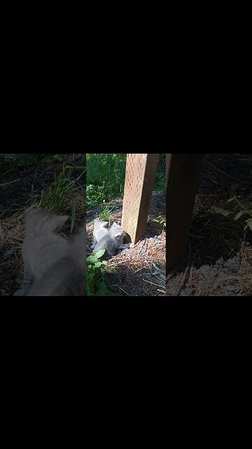 Scratching Post Instincts