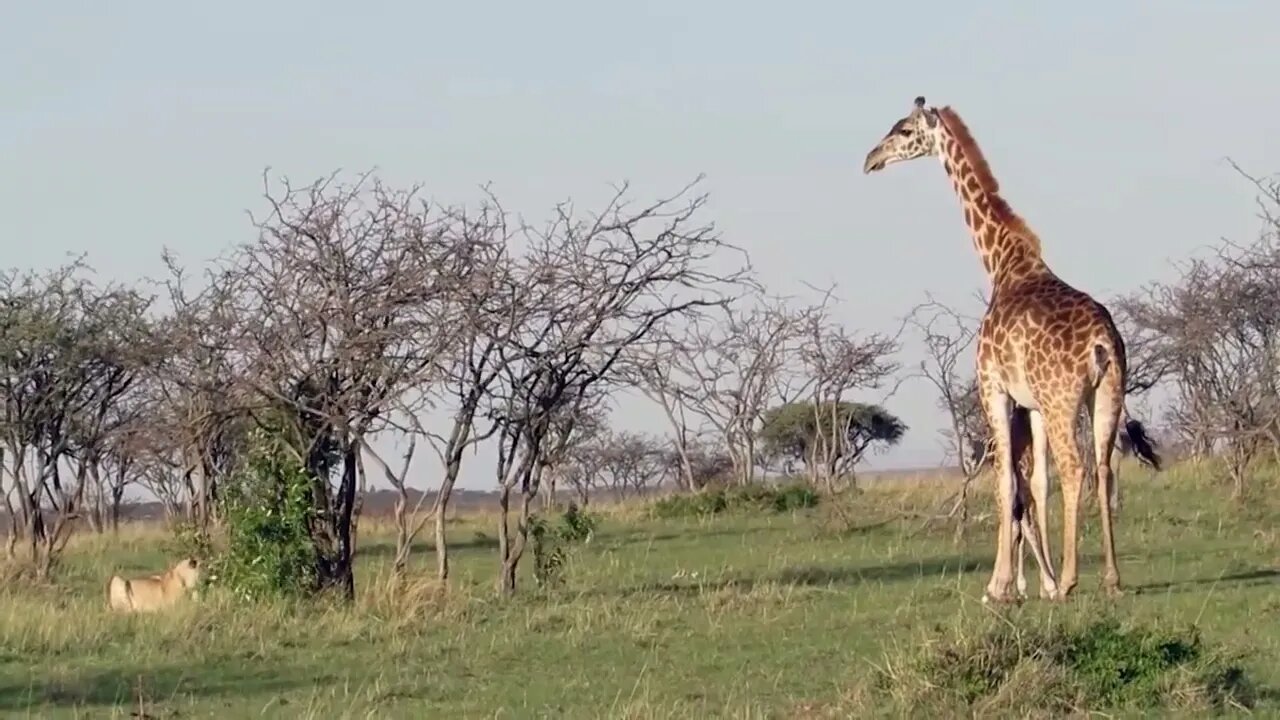 Mother Giraffe Kick Broken Lion Head Who Try To Eat Her Baby, Harsh Life of Wild Animals-8