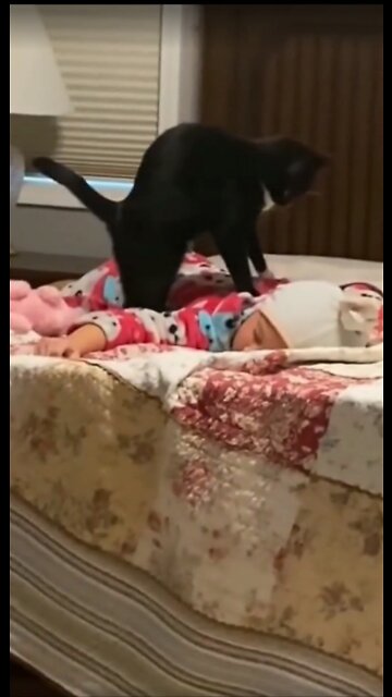 Giga cat massaging sleeping baby