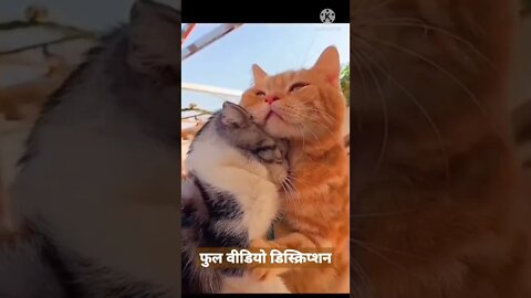 How to STOP The cat BITING & CHEWING MACHINE Reality Cat Training | Labrador cat Training #short