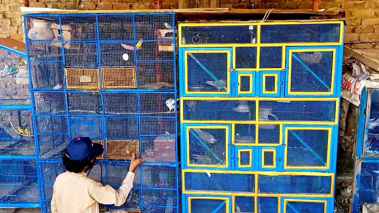 Aaj Cages Ko Paint Karwa Dia | Cages ki Safai Ki