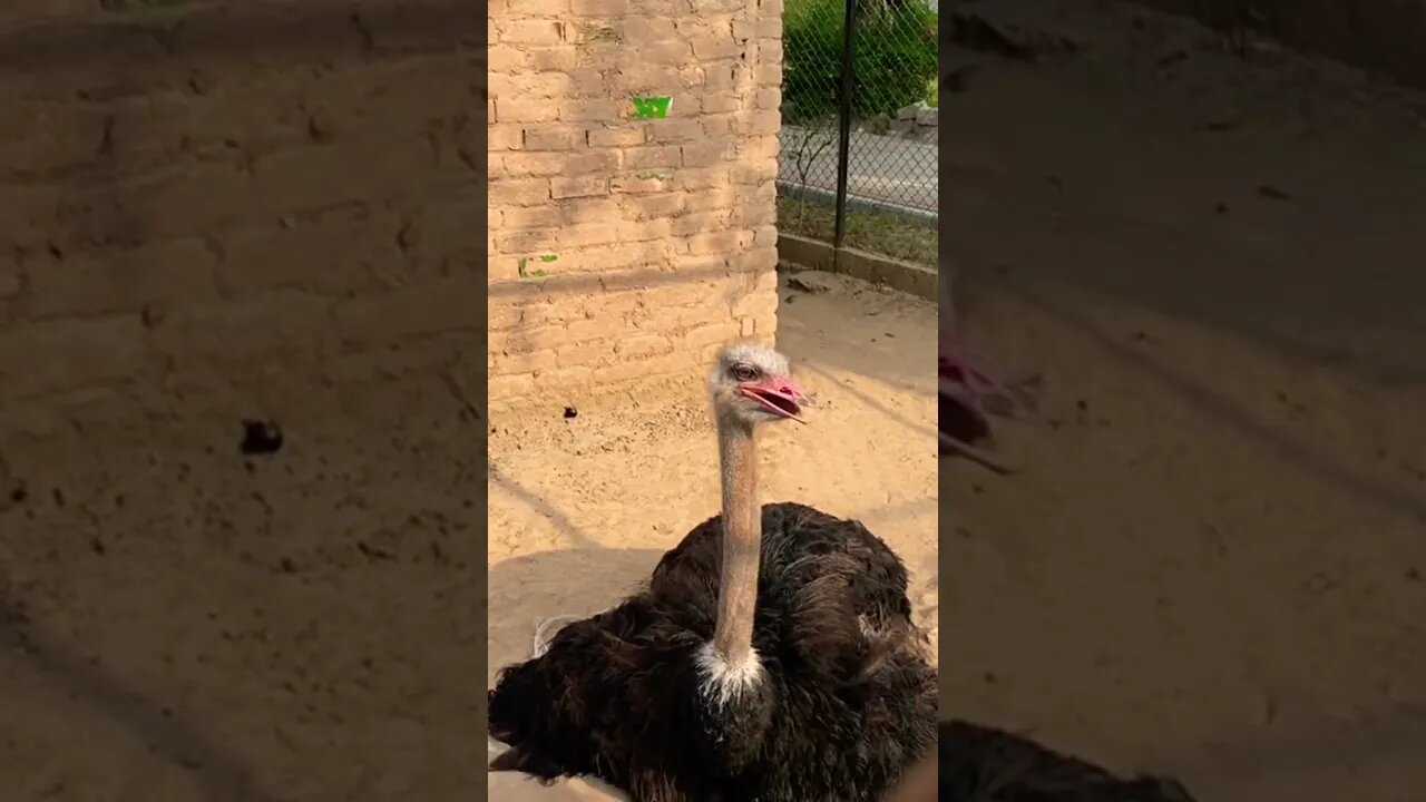 #ostrich #shutarmurgh #animals #birds #everyone #subscribe #zoo #tiktok #ytshorts #support #shorts