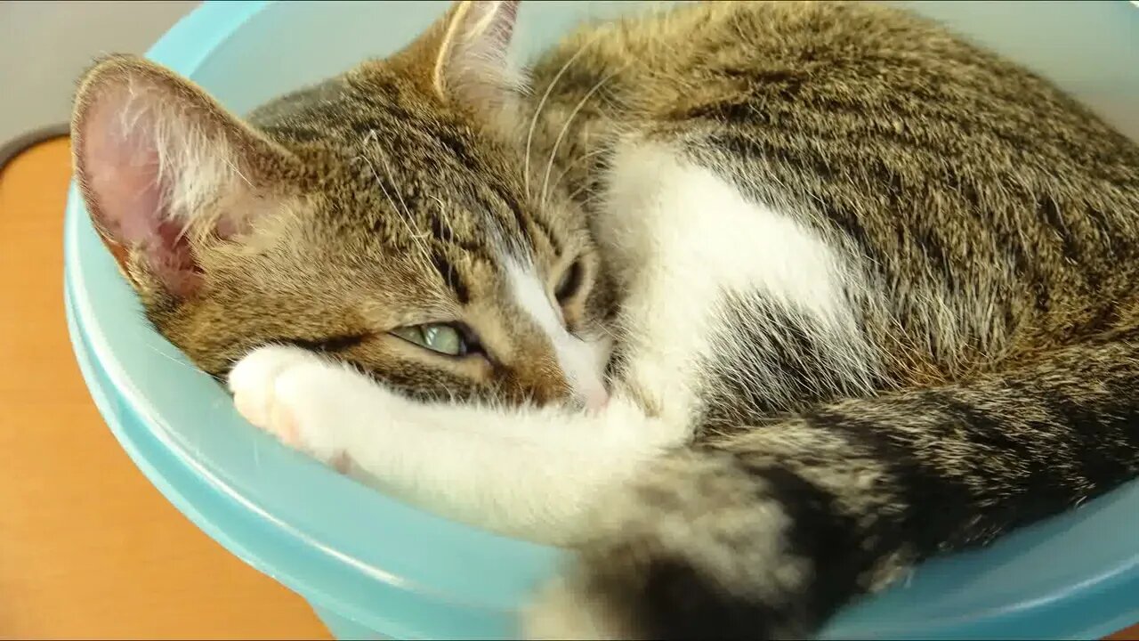 Cat Photography