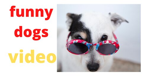 Baby Dogs - Cute and Funny Dog Videos 2022