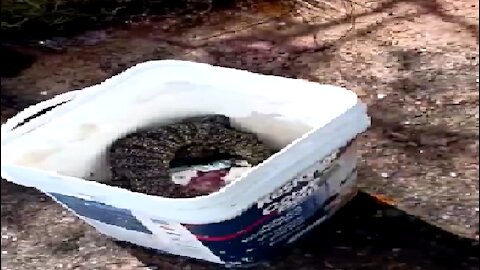 LIZARD STEALS FISHERMAN'S FISH. 🦎