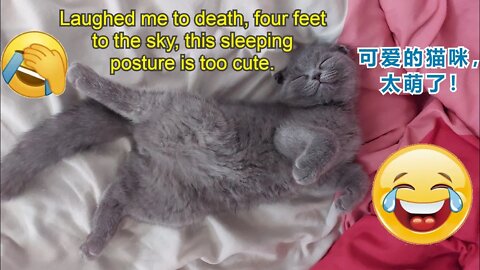 Cute pets - Funny animal videos - 貓咪