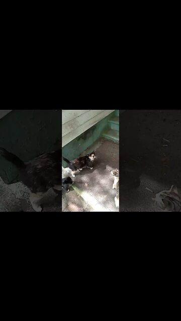 Mama Cat Pregnant Again I Think