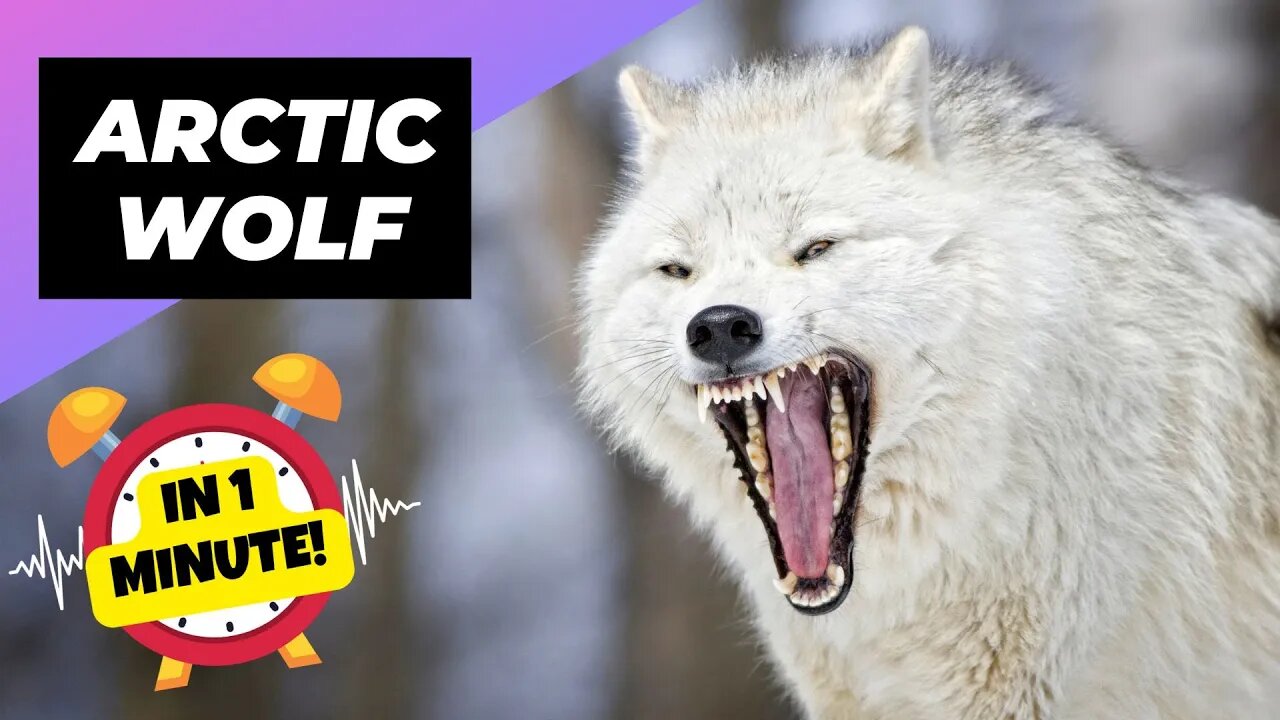 Arctic Wolf - In 1 Minute! 🐺 The Legend of the Arctic | 1 Minute Animals