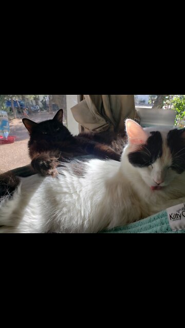 Tornado twins Rebel & Bessie 😄