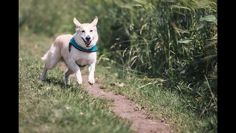 Dog Running on the Grass