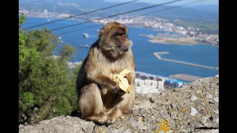 Crazing Monkey eating Fruits | Animals |