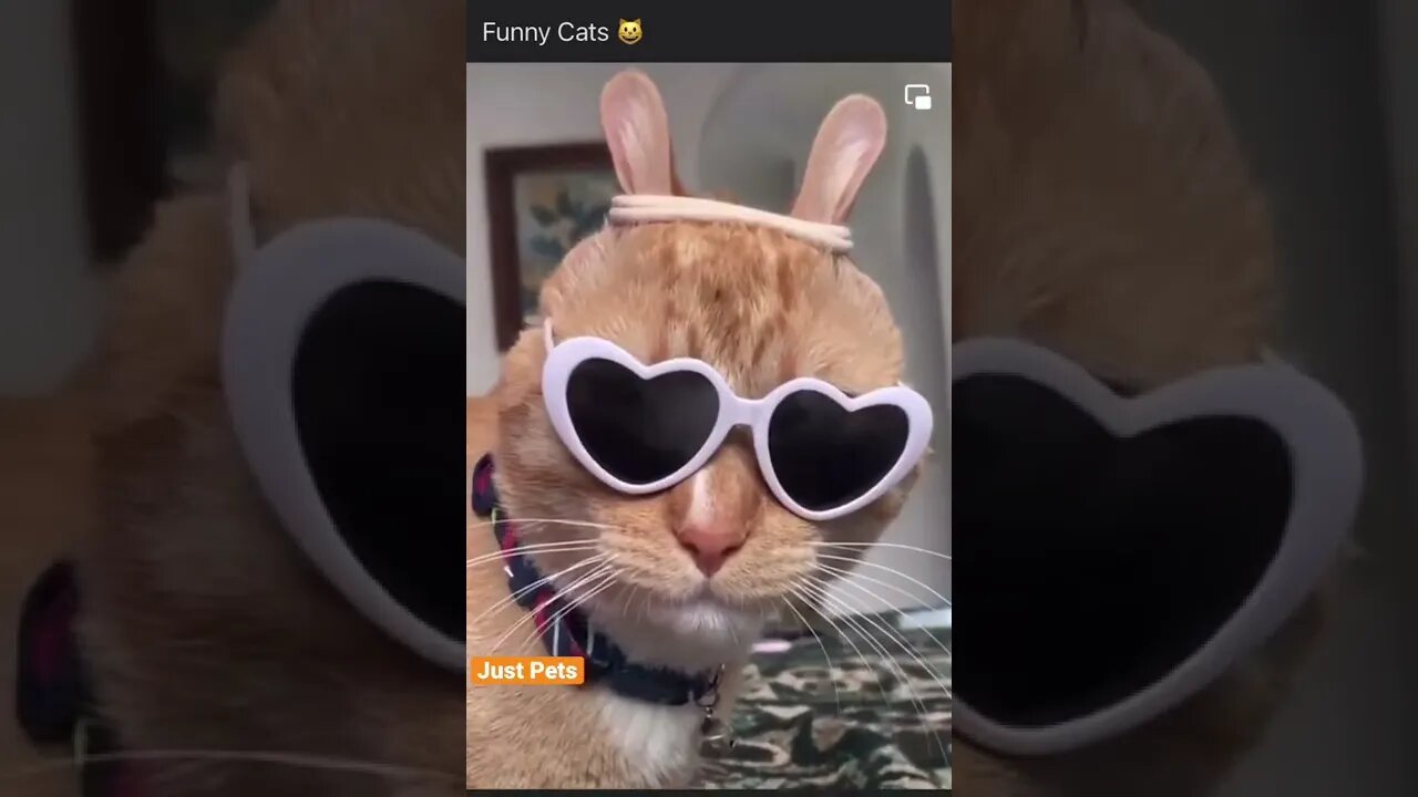 Cutest Tiktok Cat compilation 🐈#cute #funnyanimals #funnyvideos #tiktok #cat 2022