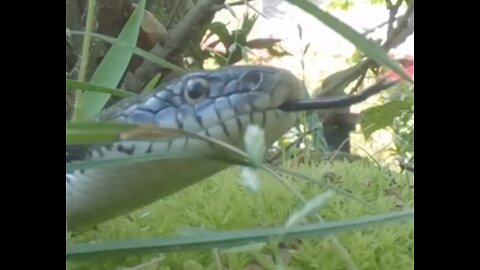 The snake returns!