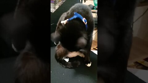 Kitty stealing my chair #shortsfeed #kitty #kittycat #shortsvideo #youtubeshorts #cutekitty