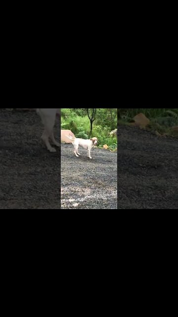 Dog runs off the bury his bone, very cute part I