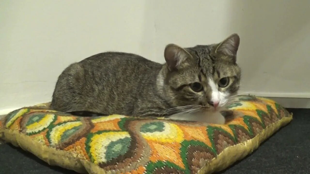 I Love Sleeping on the Warm Pillow