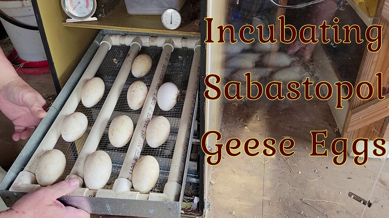 Incubating Sabastopol Geese Eggs - Homesteading